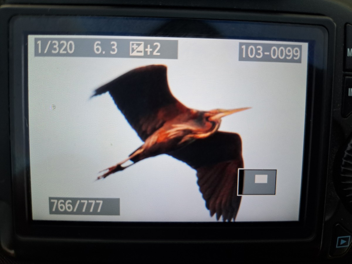 Purple Heron - ML623007726