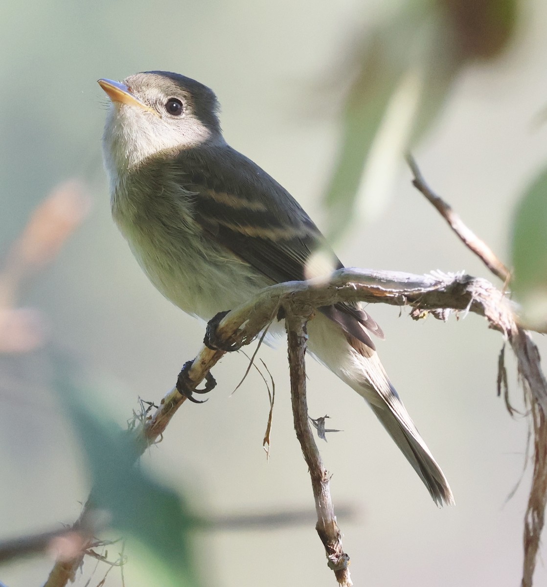 Willow Flycatcher - ML623007813