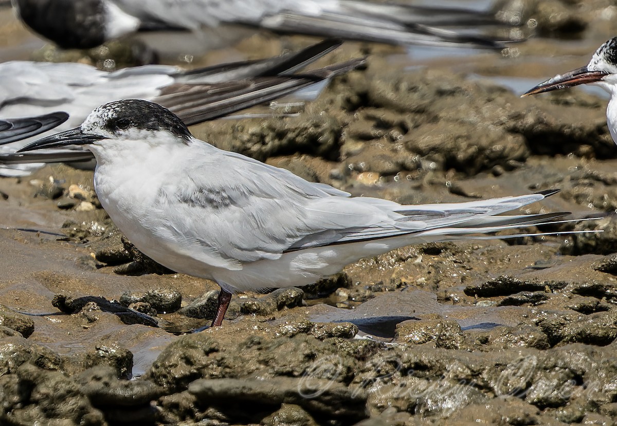 Roseate Tern - Ricky Owen