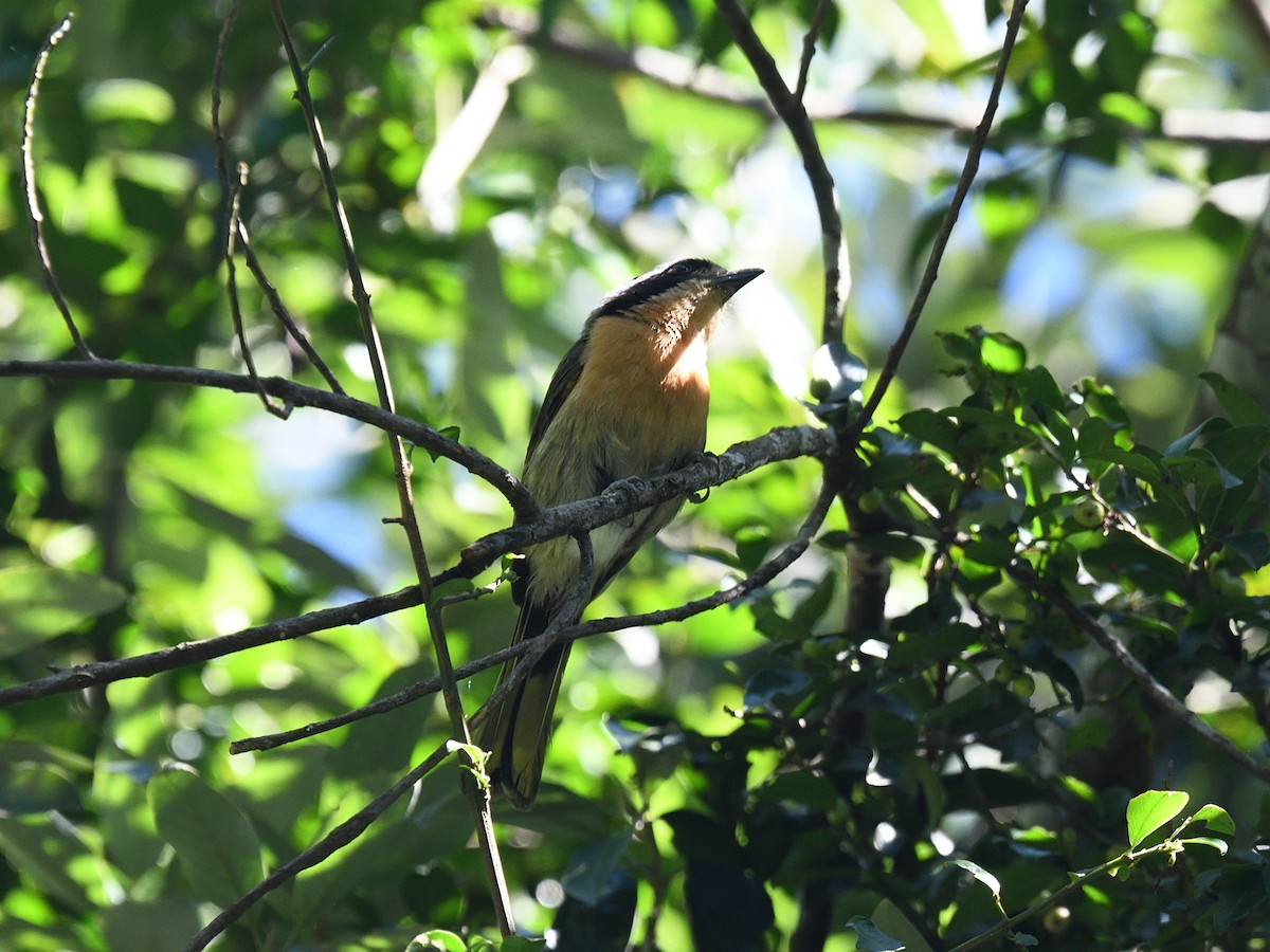 Olive Bushshrike - ML623007870