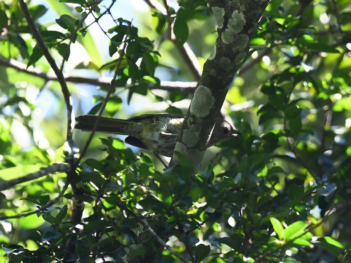 Olive Bushshrike - ML623007871