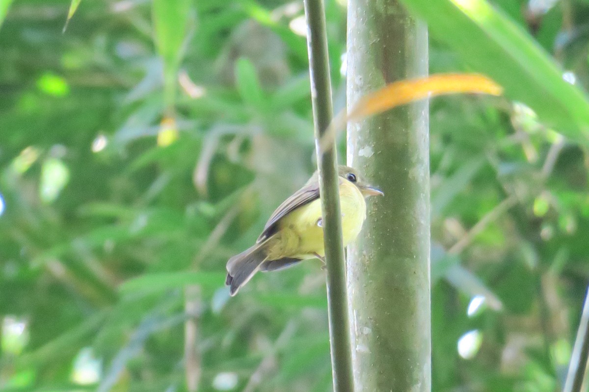 Whiskered Flycatcher - ML623008004