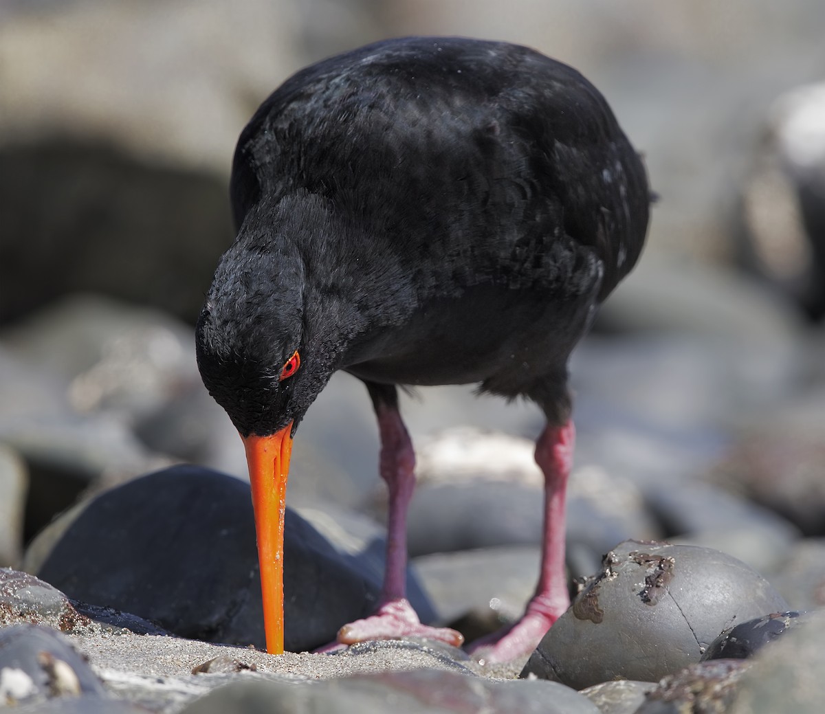 Variable Oystercatcher - Marco Valentini