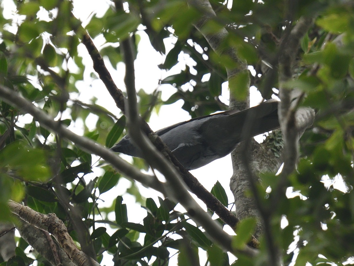 Gray Cuckooshrike - Oleg Chernyshov