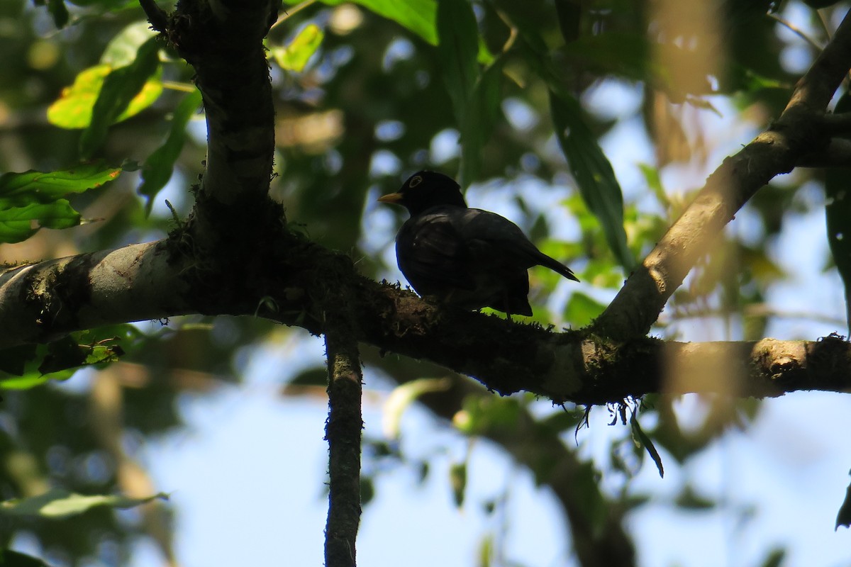 Yellow-legged Thrush - ML623008087