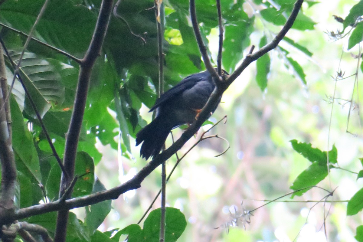 Yellow-legged Thrush - ML623008088