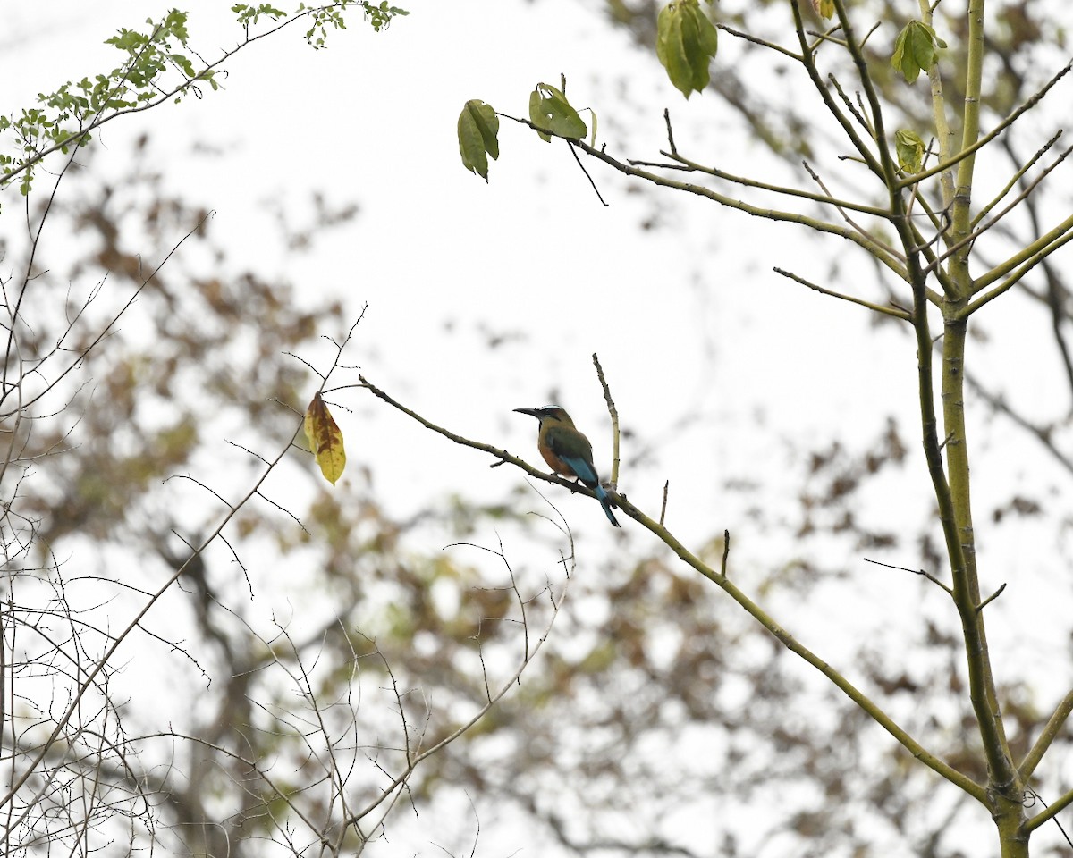 Turquoise-browed Motmot - ML623008111