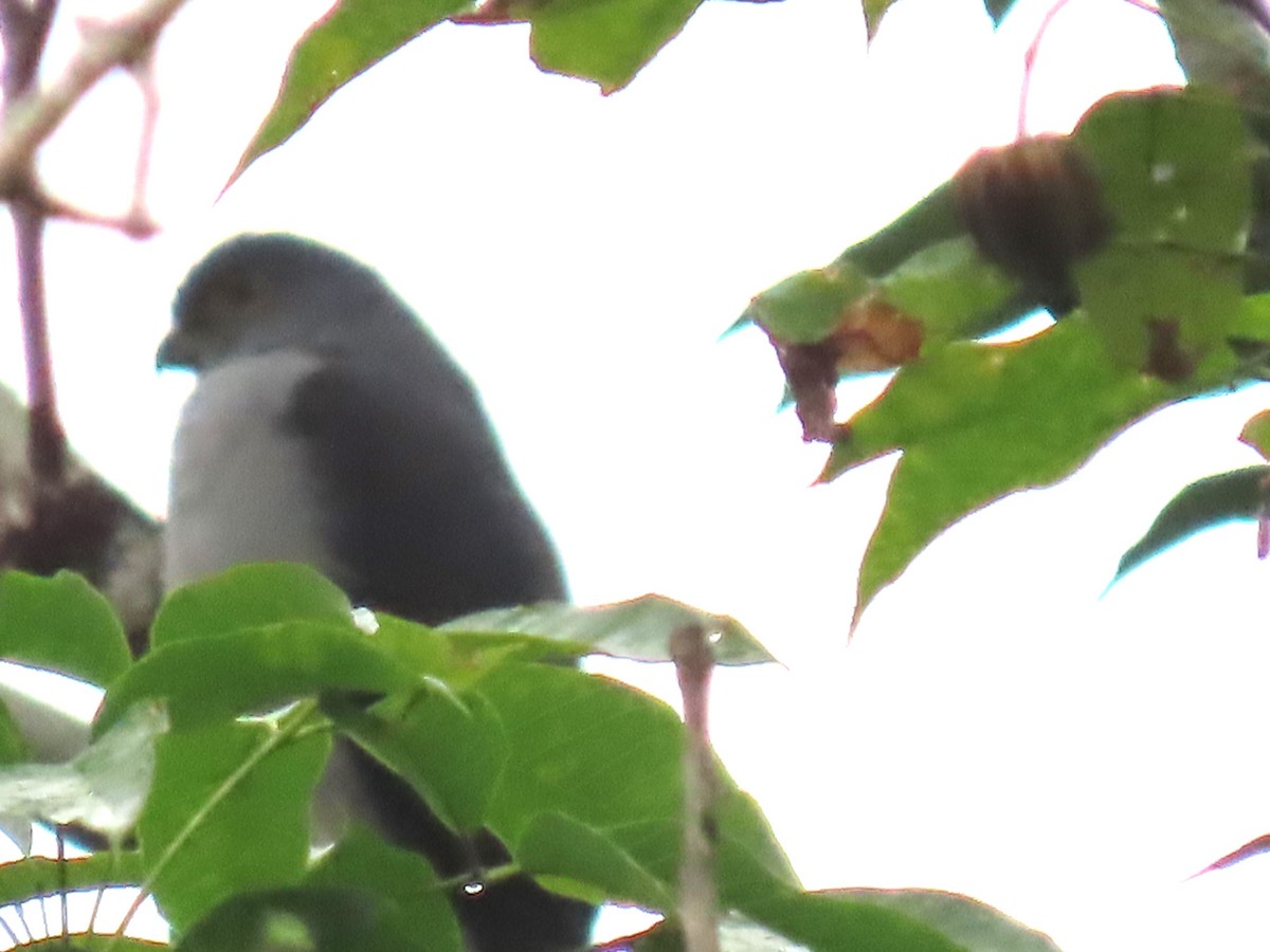 Rufous-thighed Kite - ML623008117