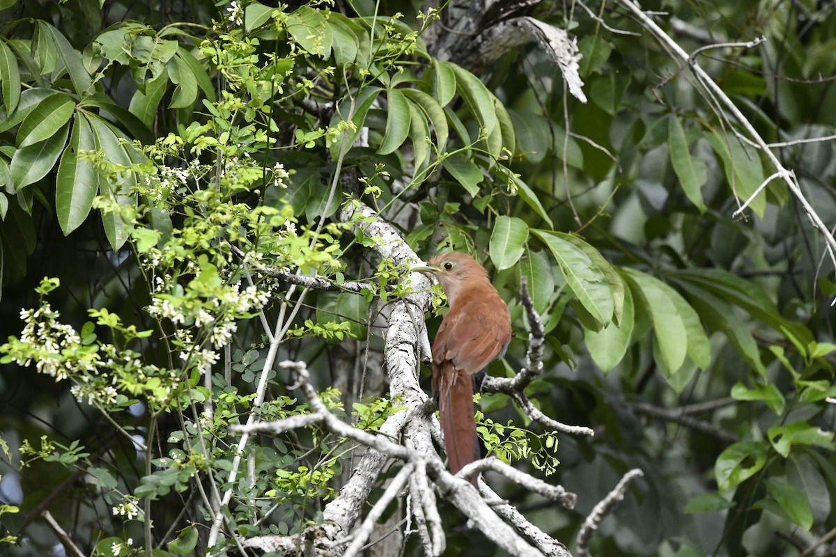 Common Squirrel-Cuckoo - ML623008135