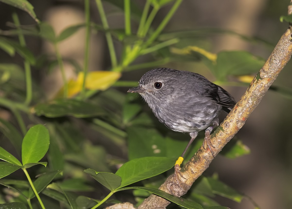 North Island Robin - ML623008142