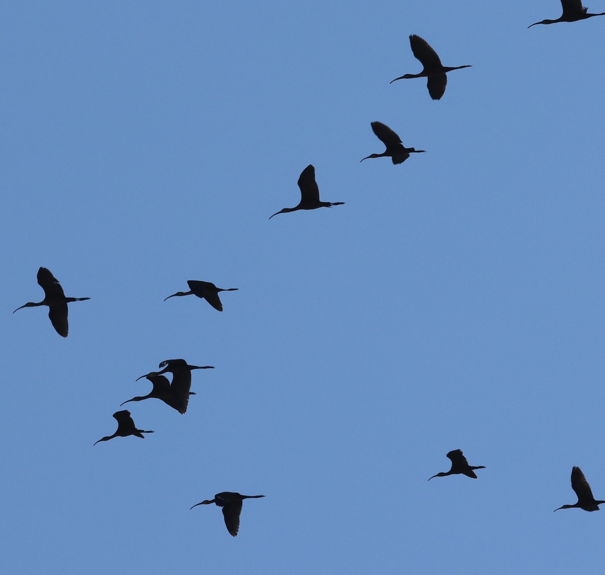 White-faced Ibis - ML623008165