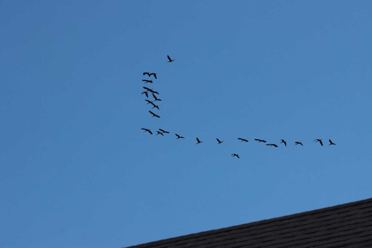 White-faced Ibis - ML623008166