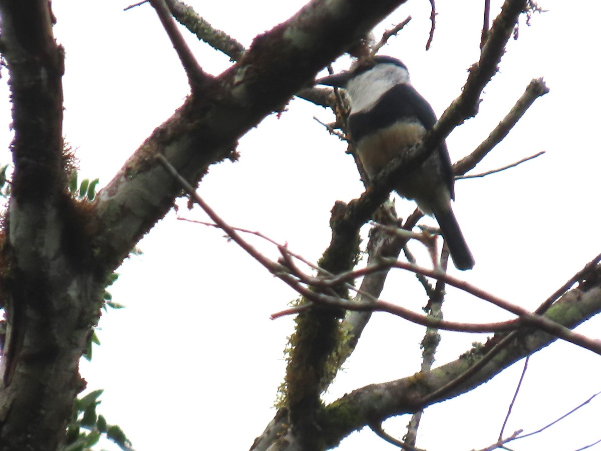 Buff-bellied Puffbird - ML623008180