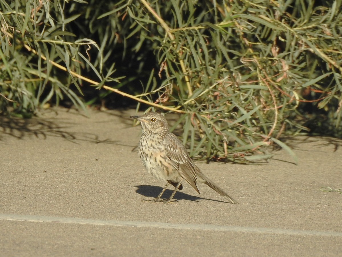Sage Thrasher - ML623008192