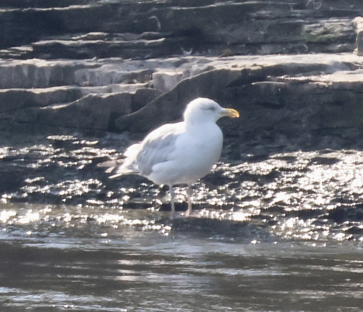 Gaviota Argéntea (americana) - ML623008197