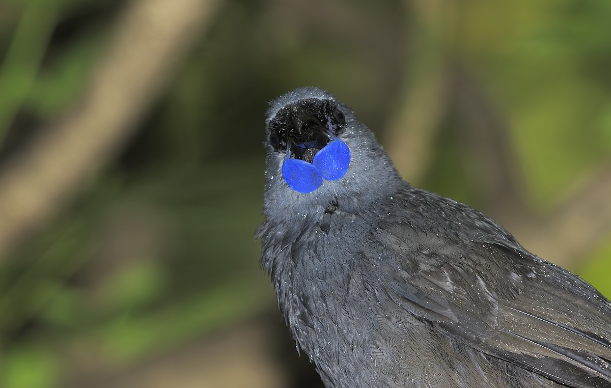 North Island Kokako - ML623008221