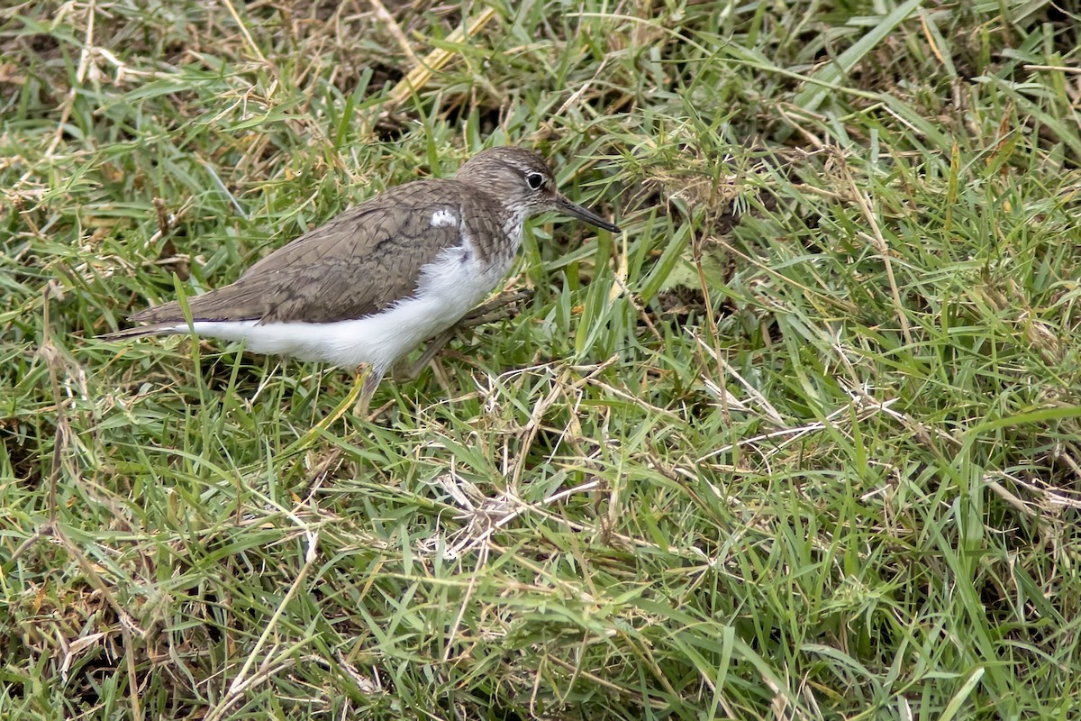 pisík obecný - ML623008233