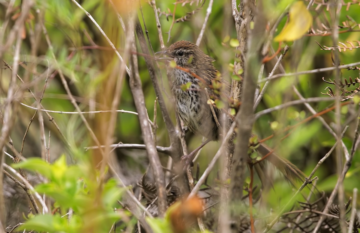 New Zealand Fernbird - ML623008241