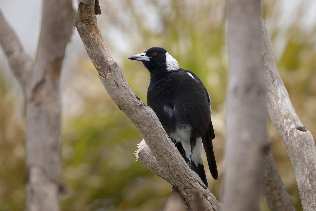 Australian Magpie - ML623008246