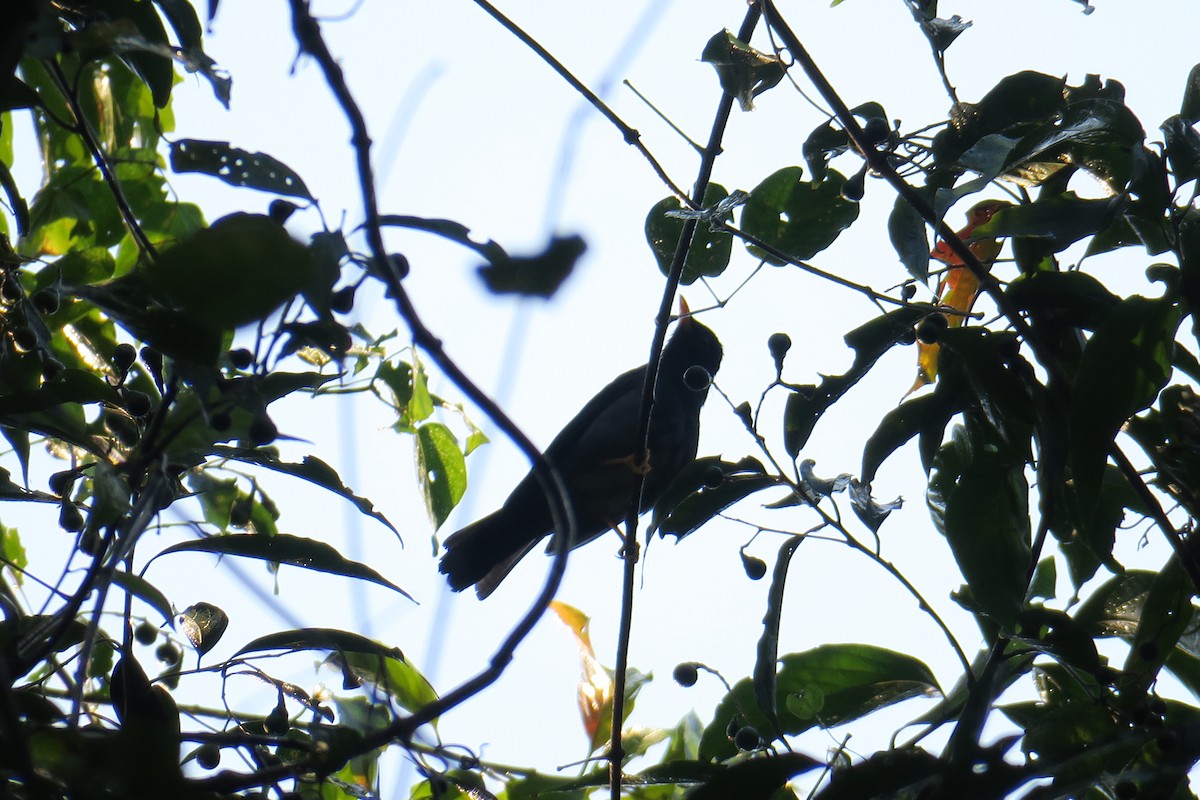 Yellow-legged Thrush - ML623008345