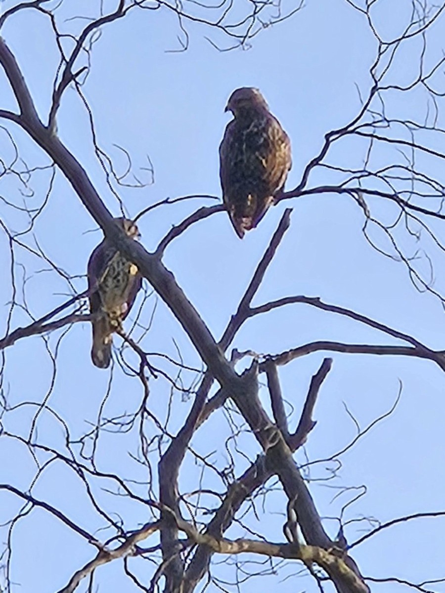 Red-shouldered Hawk - Melissa Gross