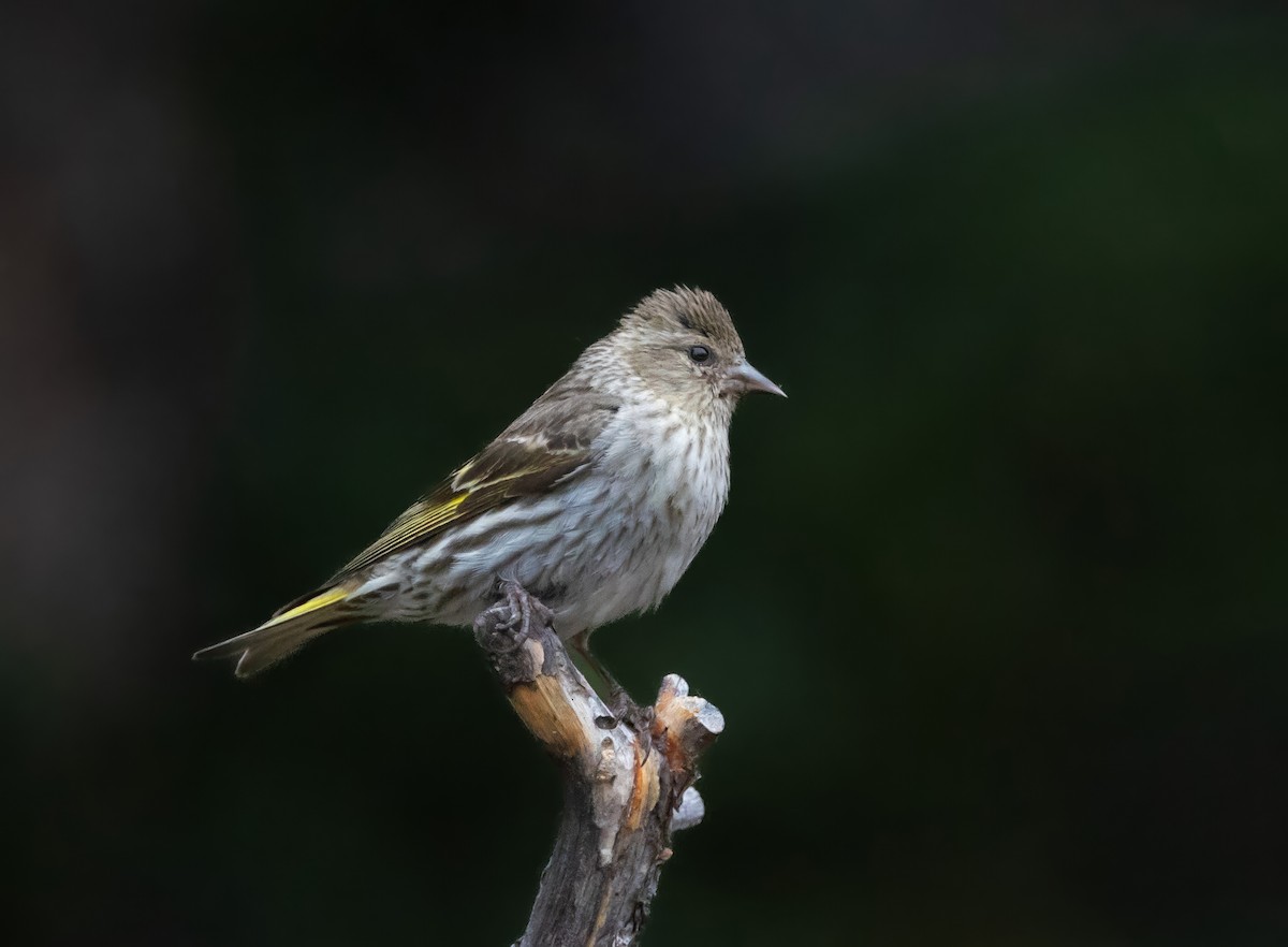 Tarin des pins - ML623008425