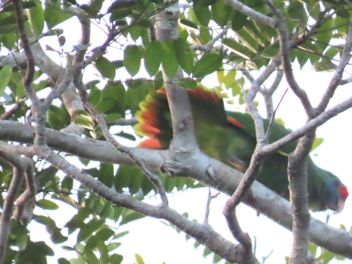 Red-browed Parrot - Katherine Holland