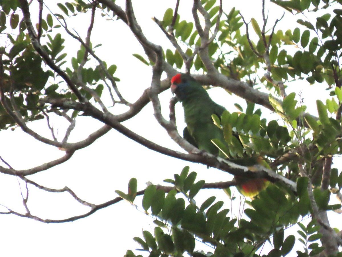 Red-browed Parrot - ML623008461