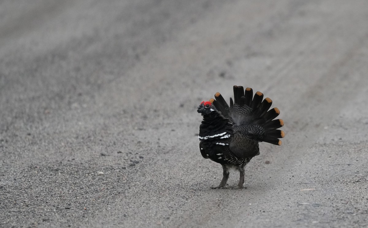 Spruce Grouse - ML623008507