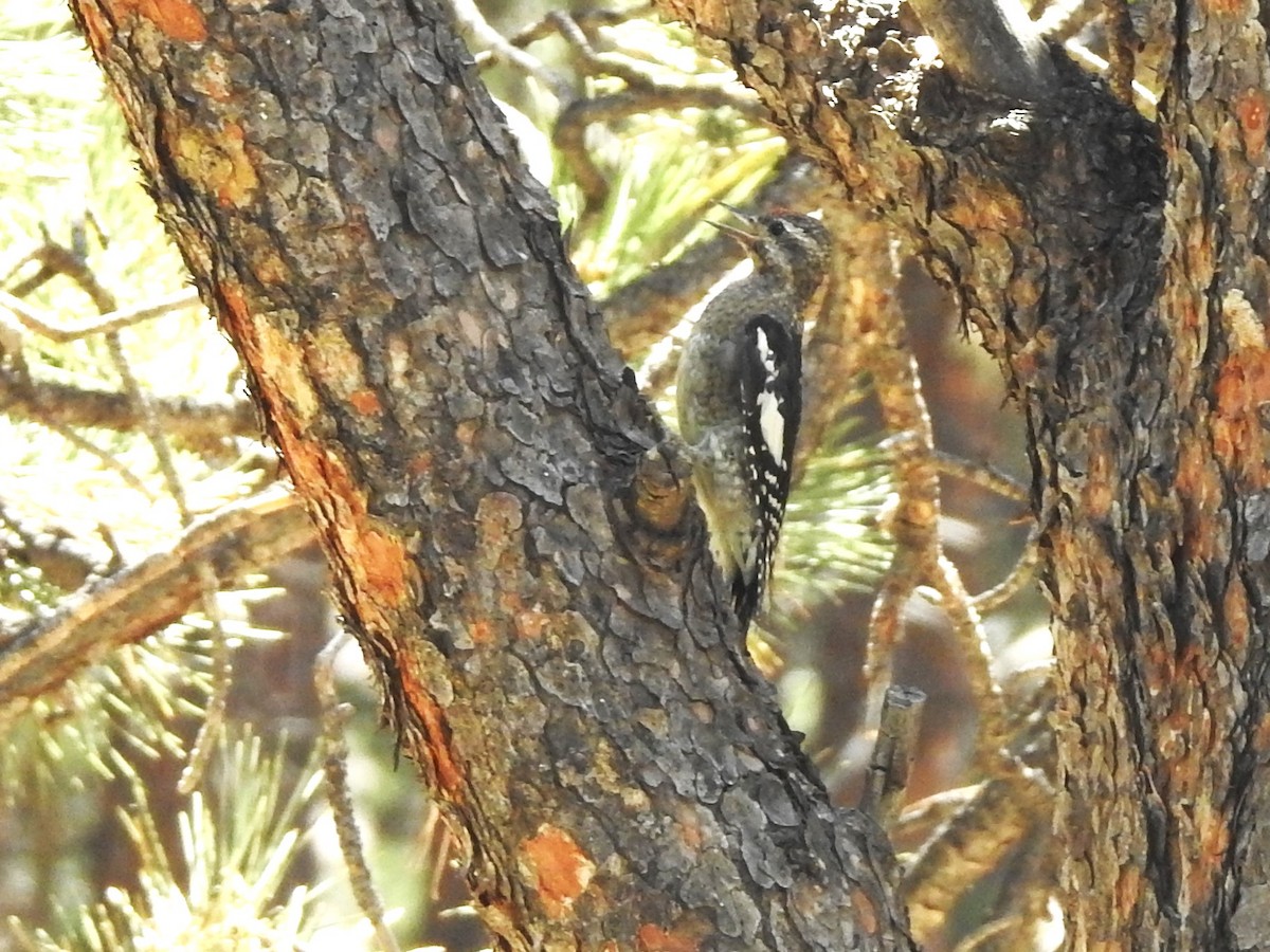 Red-naped Sapsucker - ML623008537