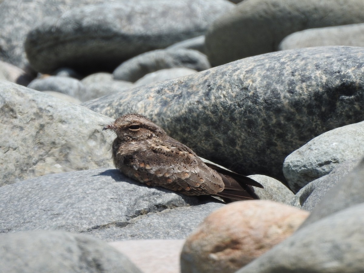 Ladder-tailed Nightjar - ML623008539