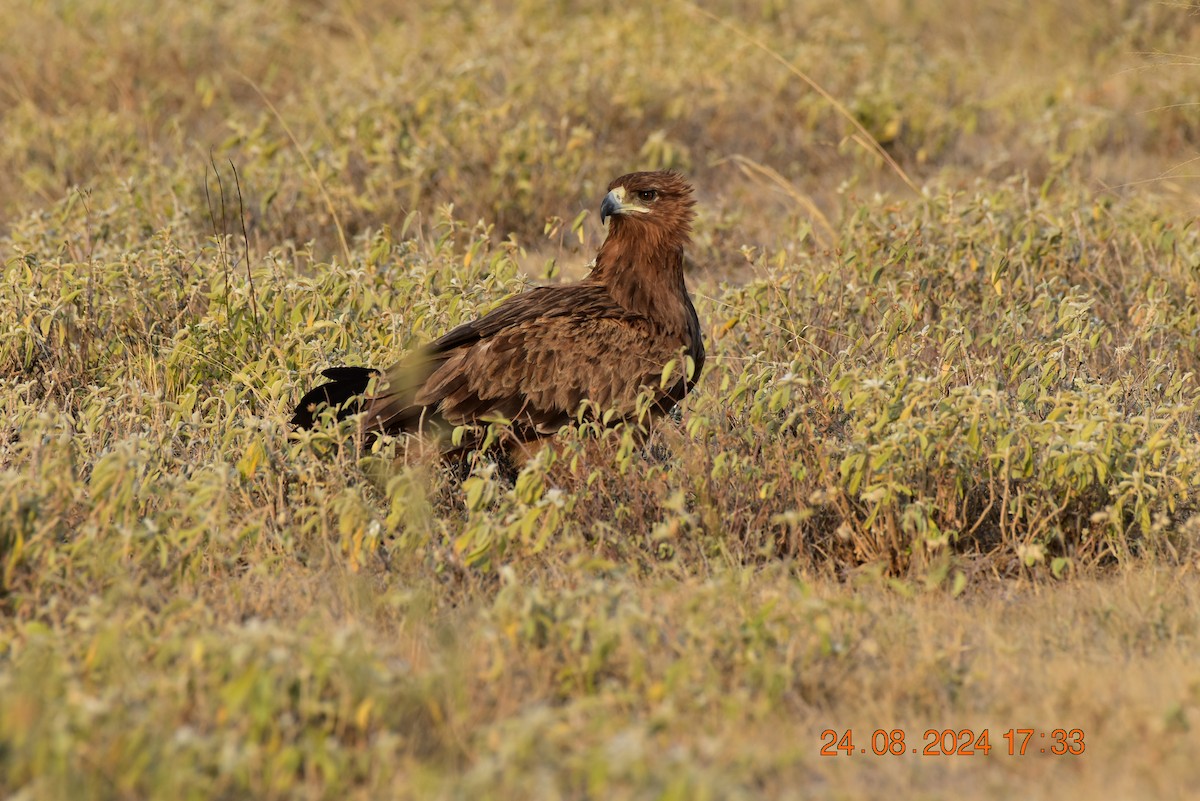 Tawny Eagle - Chris Kieu