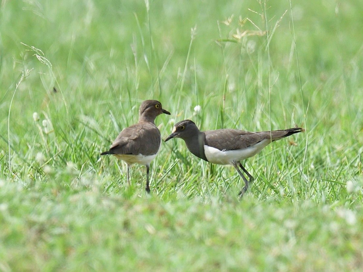 Senegal Lapwing - ML623008597