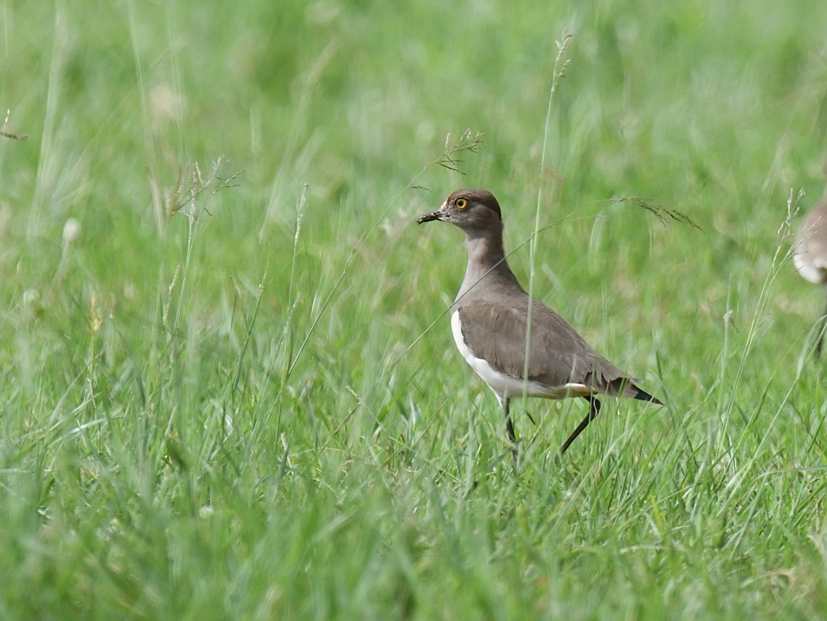 Senegal Lapwing - ML623008598