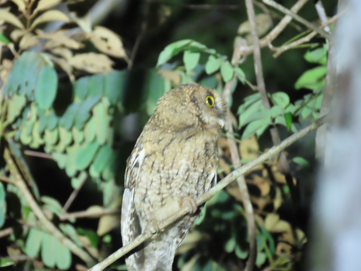 Black-capped Screech-Owl - ML623008614