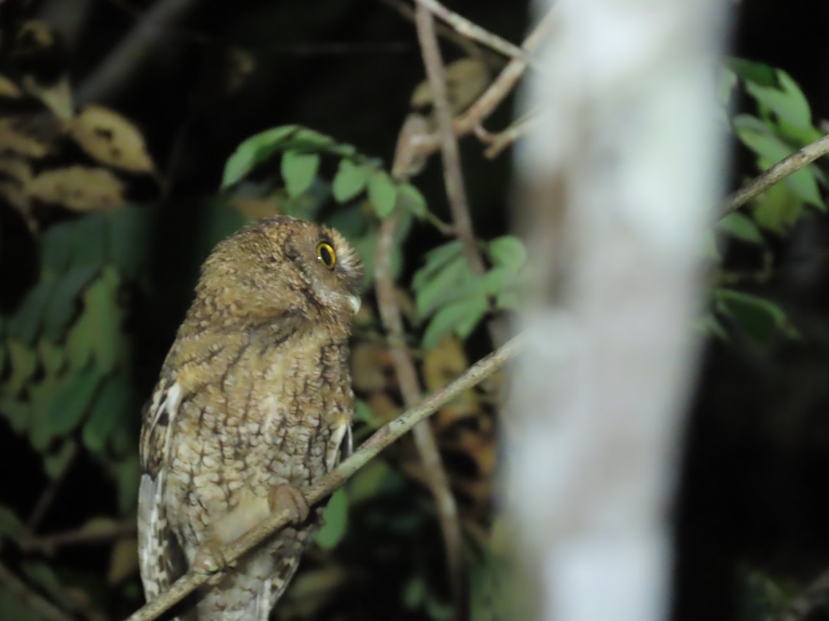 Black-capped Screech-Owl - ML623008621