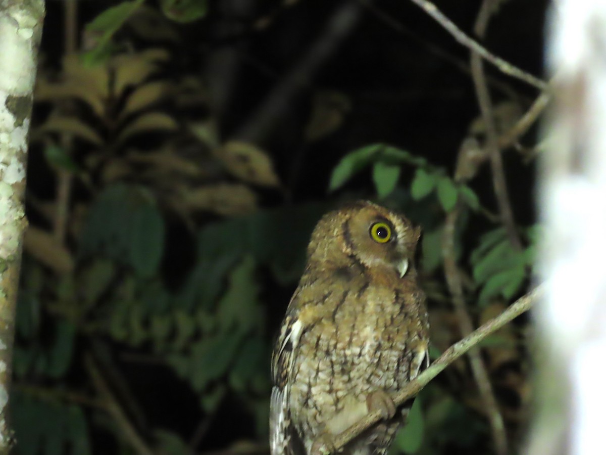 Black-capped Screech-Owl - ML623008623