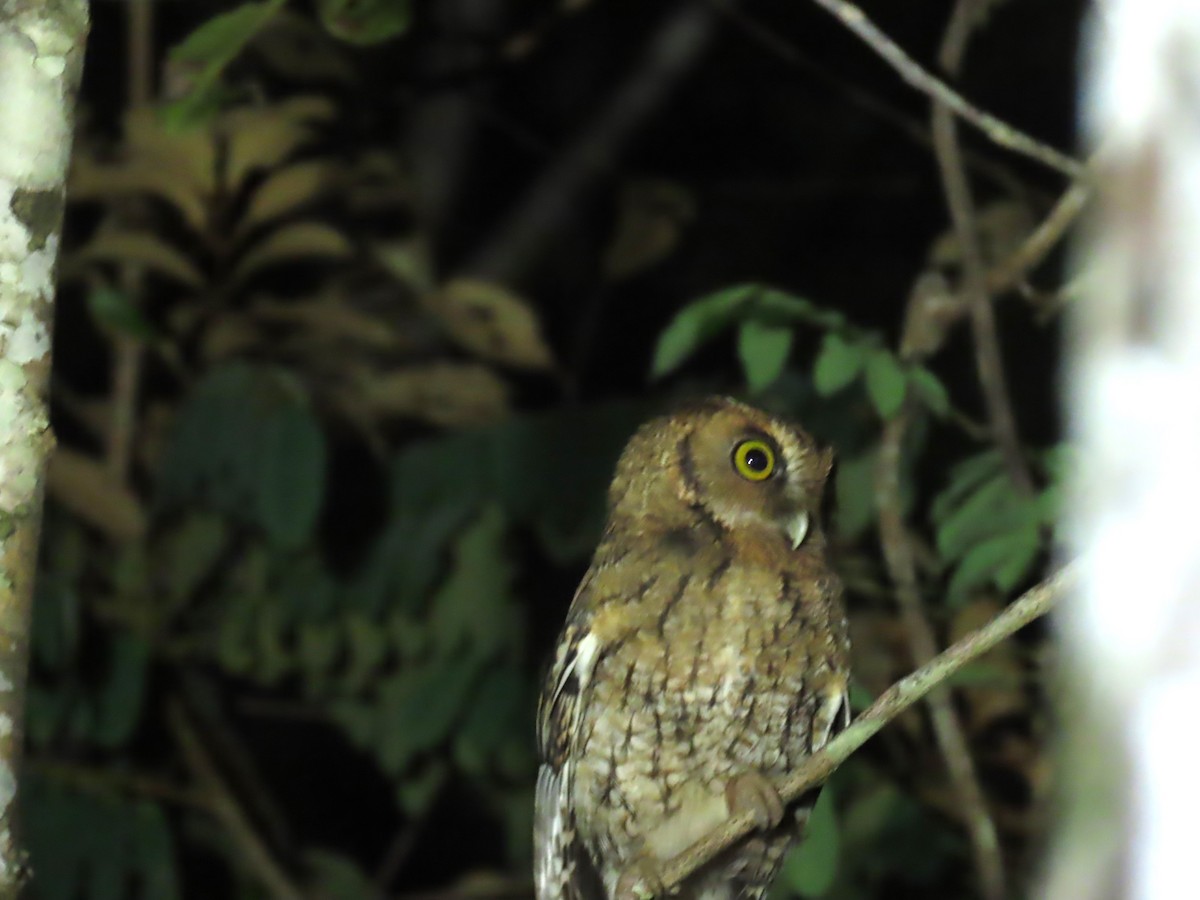 Black-capped Screech-Owl - Katherine Holland