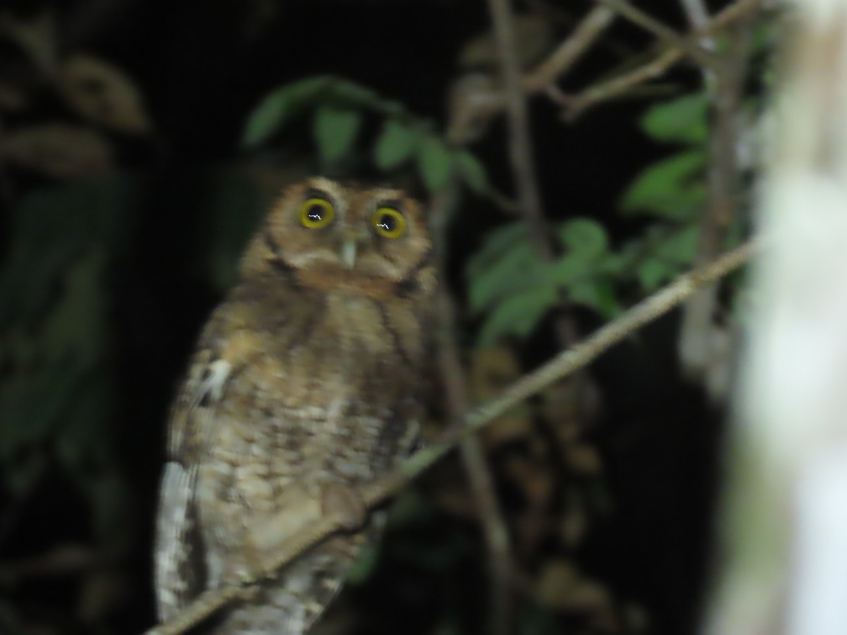 Black-capped Screech-Owl - ML623008635