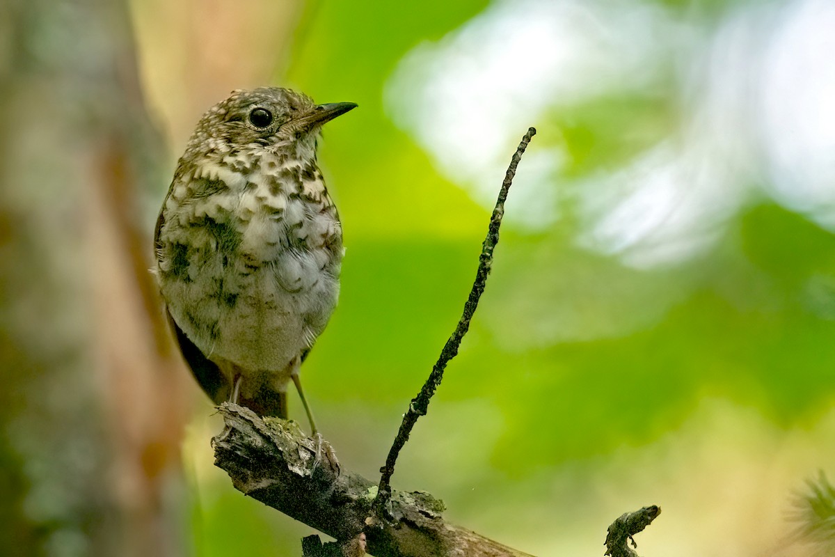 Hermit Thrush - ML623008865