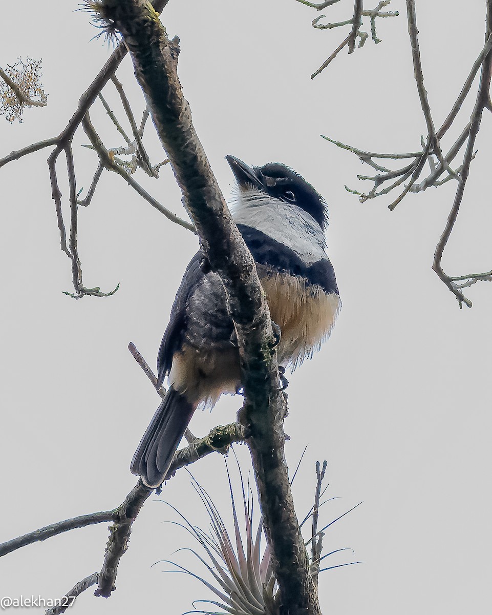 Buff-bellied Puffbird - ML623008900