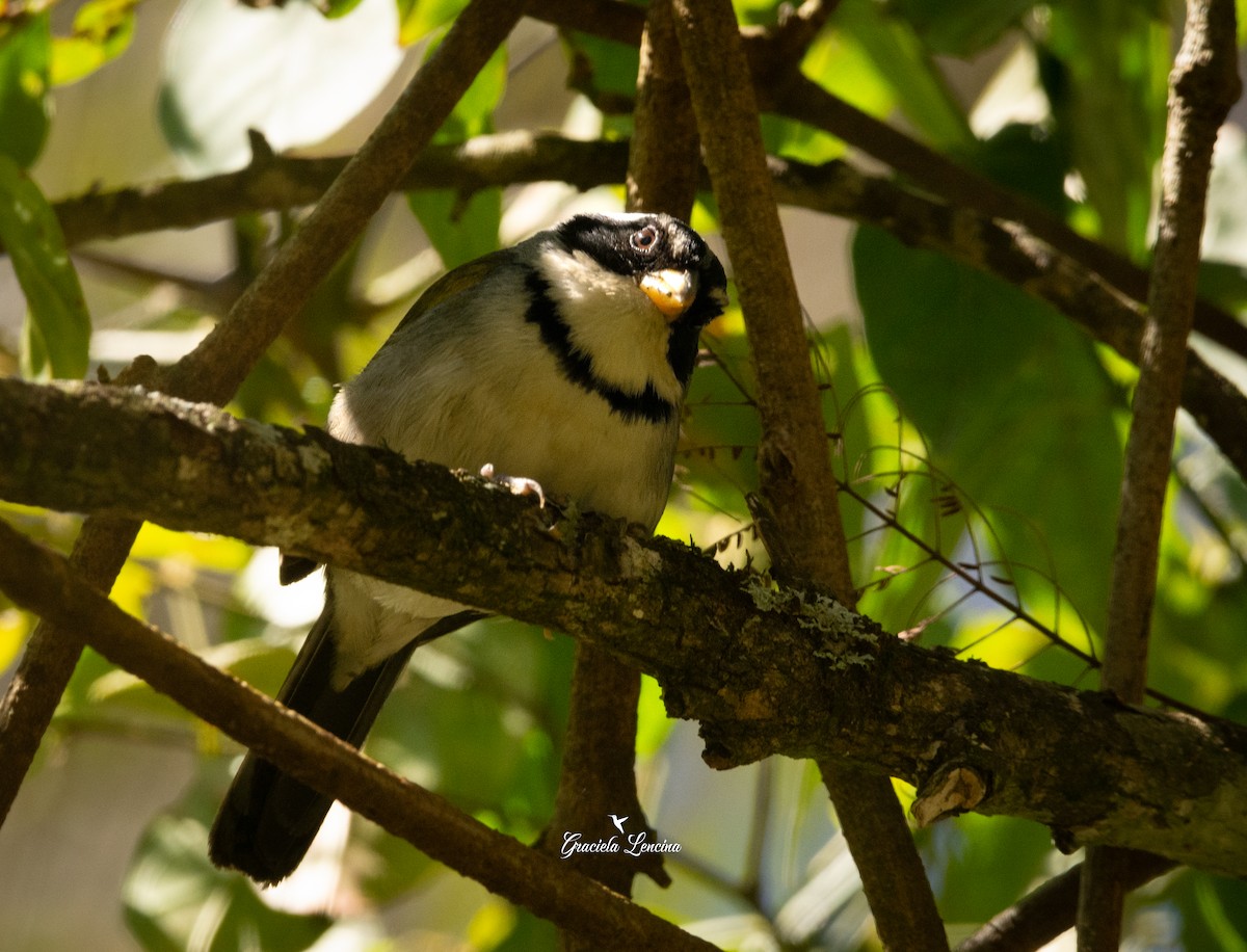 Moss-backed Sparrow - ML623008930