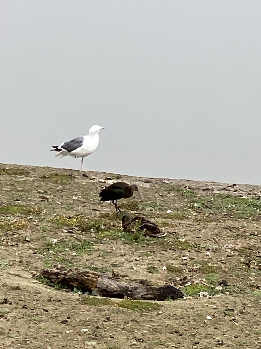 White-faced Ibis - ML623008973