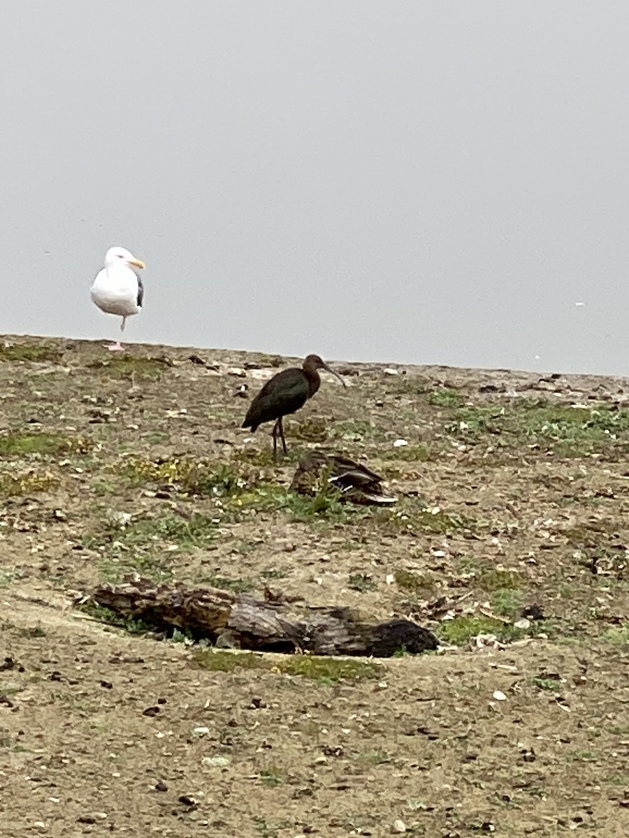 White-faced Ibis - ML623008975