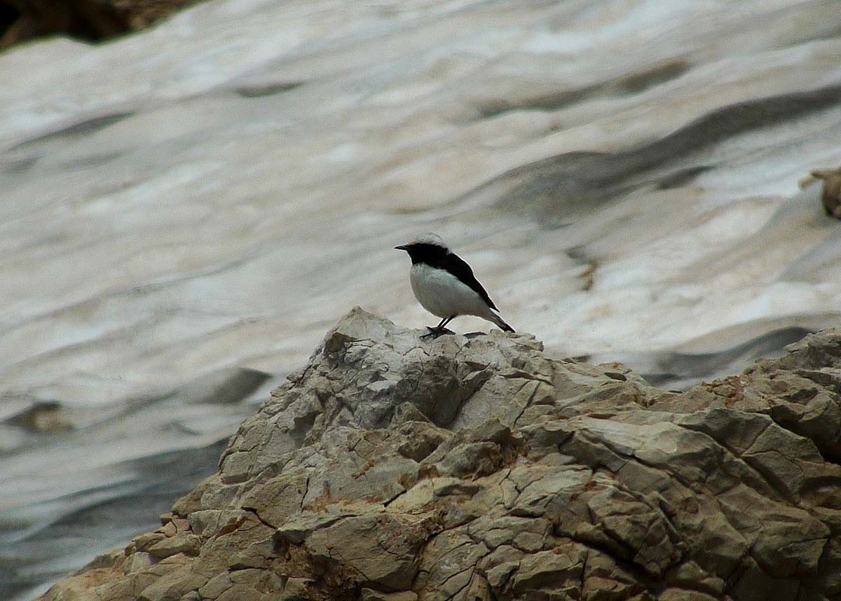 Finsch's Wheatear - ML623008980