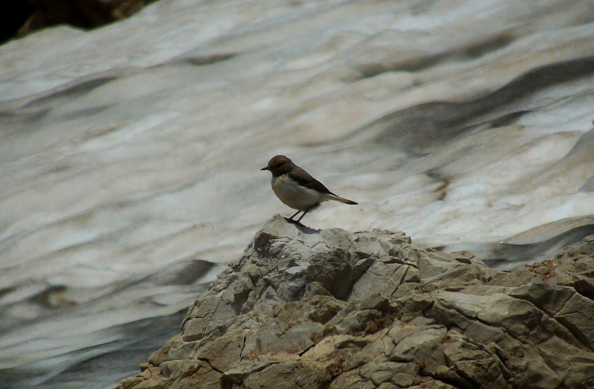 Finsch's Wheatear - ML623008991