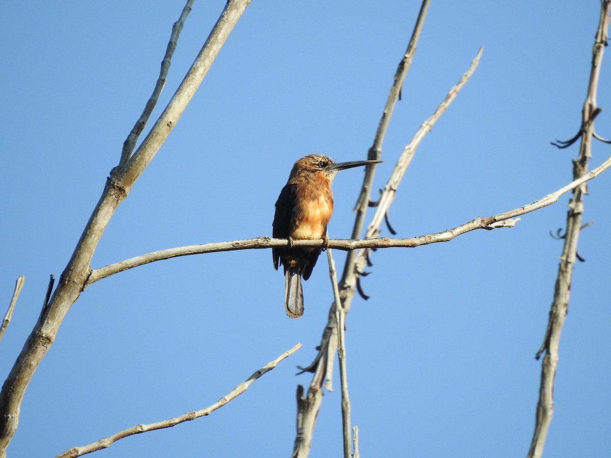 Brown Jacamar - ML623009021