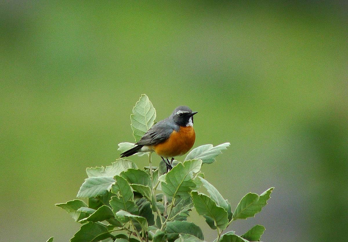 White-throated Robin - Simon Warford