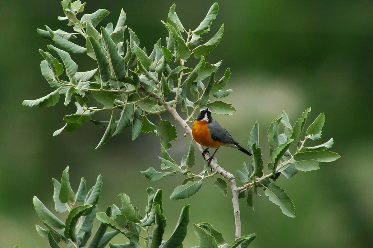 White-throated Robin - Simon Warford