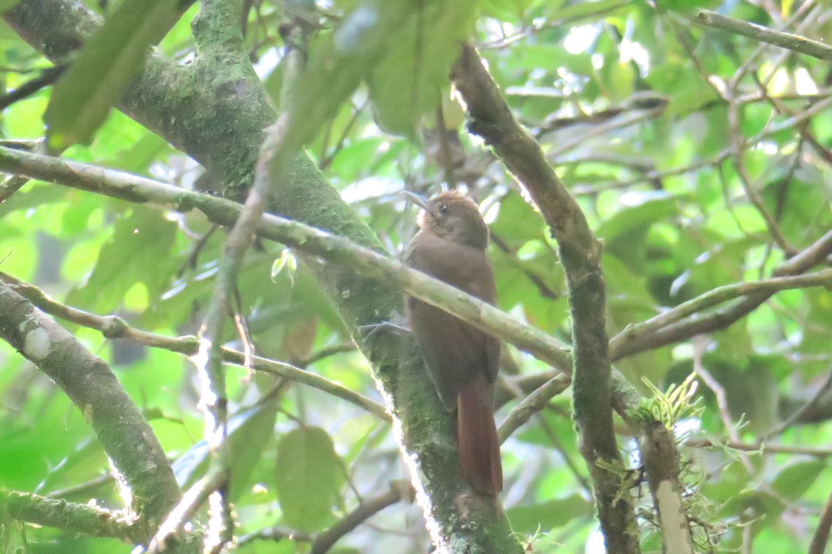 Plain-winged Woodcreeper - ML623009103